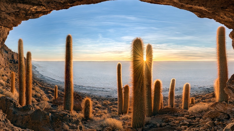 Cacti along shore